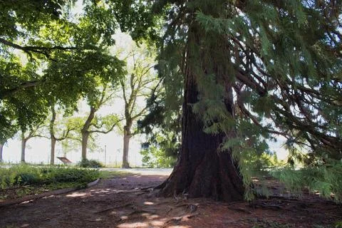 An old tree Stock Photos