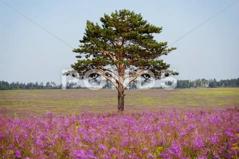 Old tree on pink field Stock Photos