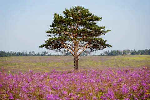 Old tree on pink field Stock Photos