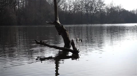 Old tree in the pond and flying goose Stock Footage 63292885