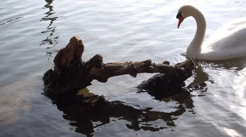 Old tree in the pond and swan Stock Footage 61908682