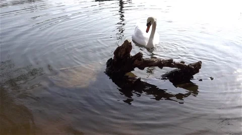 Old tree in the pond and swan,slow motion Stock Footage 62313300