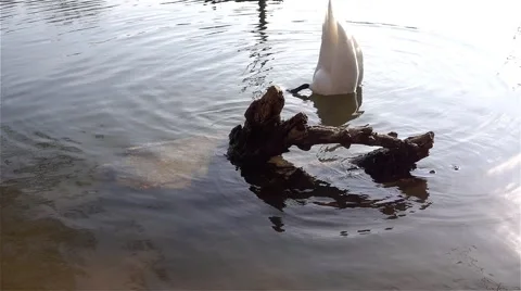 Old tree in the pond and swan,slow motion Stock Footage 63294459