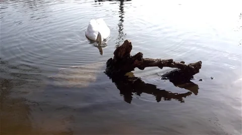 Old tree in the pond and swan,slow motion 库存影片 63819278