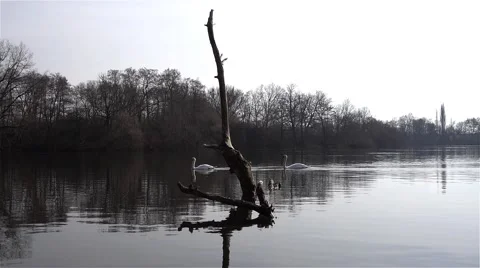 Old tree in the pond and swan,slow motion Vidéo 63820701