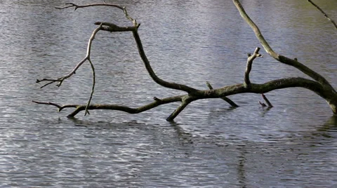 Old tree in a pond Stock Footage 36934660