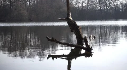 Old tree in the pond Stock Footage 61909263