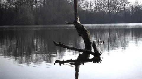 Old tree in the pond,slow motion Stock Footage 63819445