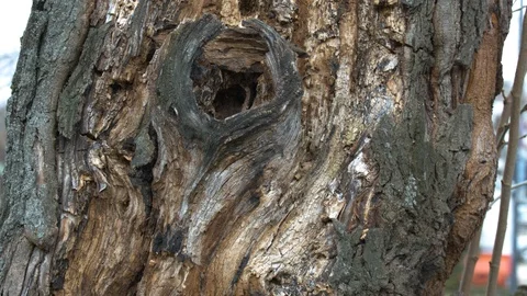 Old tree. Positive view of nature. Video stock 127159308