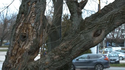 Old tree. Positive view of nature. Stock Footage 127167003