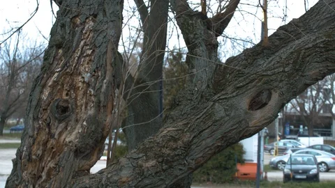 Old tree. Positive view of nature. Stock Footage 127167018