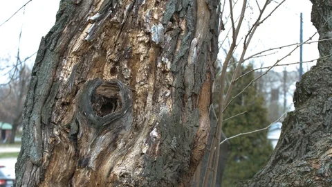 Old tree. Positive view of nature. Stock Footage 127167019