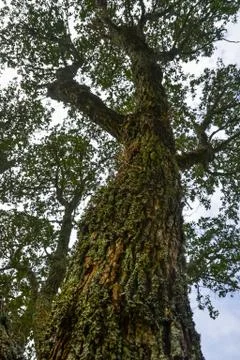 Old tree reaching up to the sky Stock Photos