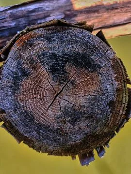 Old tree rings pattern Stock Photos