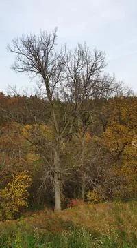 Old tree on the river Bank Stock Photos