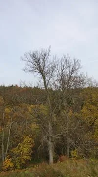 Old tree on the river Bank Stock Photos