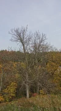 Old tree on the river Bank Stock Photos