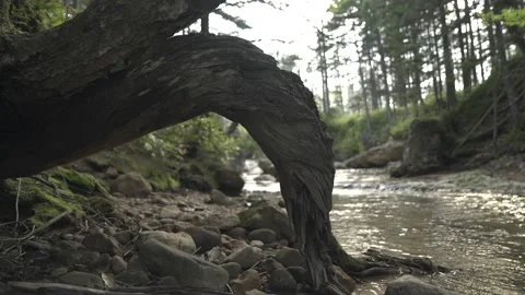 AN OLD TREE ON THE RIVER BANK - SLOW MOTION Vídeo Stock 188144334