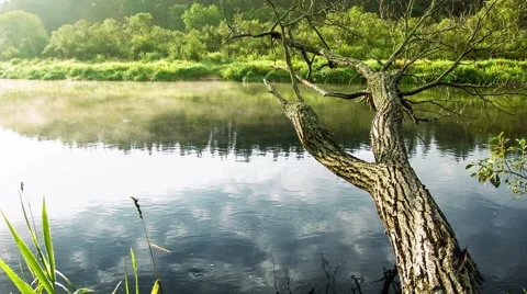 Old tree at the river Video stock 43166144