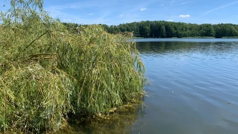 Old tree in romantic brook in untouched nature Stock Footage 112025424