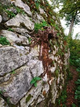 Old tree root growing on ancient rough stone wall with moss Stock Photos