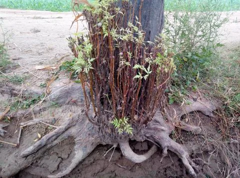 Old tree root natural image Stock Photos