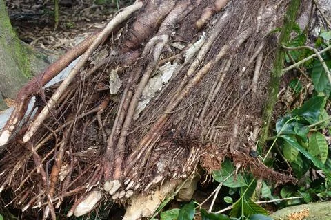 An old tree root in the rainforest Stock Photos
