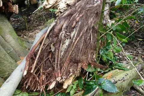 An old tree root in the rainforest Stock Photos