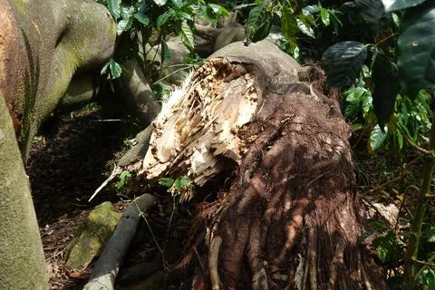 An old tree root in the rainforest Stock Photos