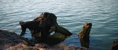 Old tree root in water on lakeshore with reflection on surface Stock Footage 321092085