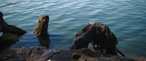 Old tree root in water on lakeshore with rocky surface Stock Footage 321095692