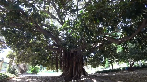 Old tree roots and sunshine in a garden 2 Stock Footage 79682994