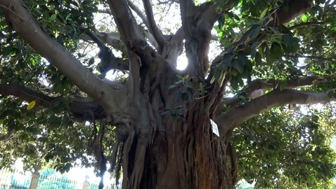Old tree roots and sunshine in a garden1 Stock Footage 79683755