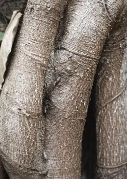 Old of tree roots background Stock-Fotos