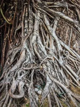 Old Tree Roots - Balete Tree Philippines Stock Photos