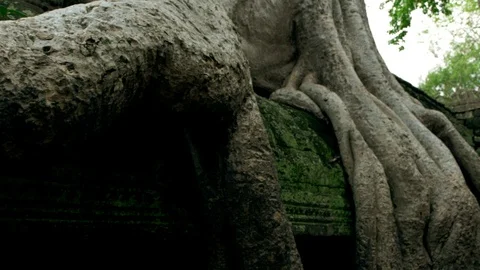 Old tree roots Banteay Srei Temple In Angkor Area, Siem Reap, Cambodia, Asia Stock Footage 105366306