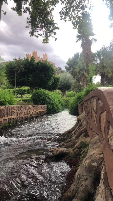 Old Tree Roots Beside Small Stream in Green Park – Nature Scene Stock Footage 328684036