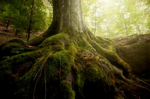 Old tree roots covered in moss in green forest with lush vegetation Stock Photos