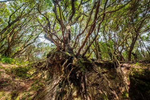 Old tree roots, cross-section of forest landscape Stock Photos