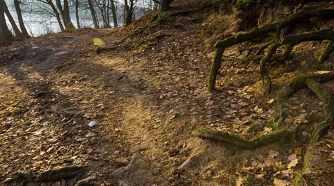 Old tree roots Stock Footage 58653594