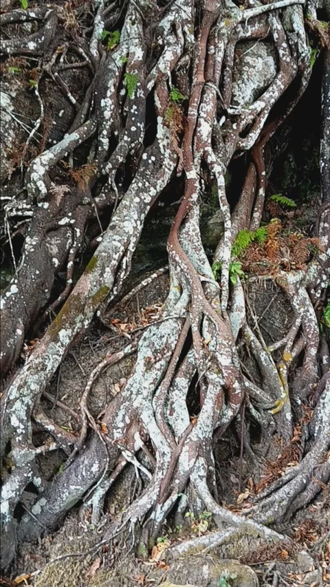 Old tree roots Stock Footage 284355090