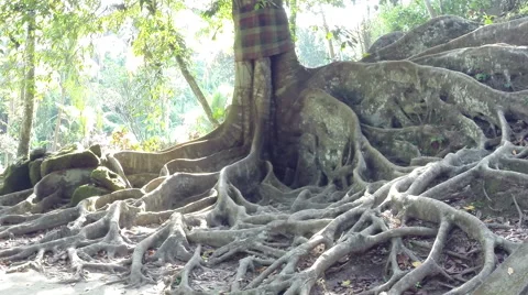 Old Tree roots in the Forest Stock Footage 41379091