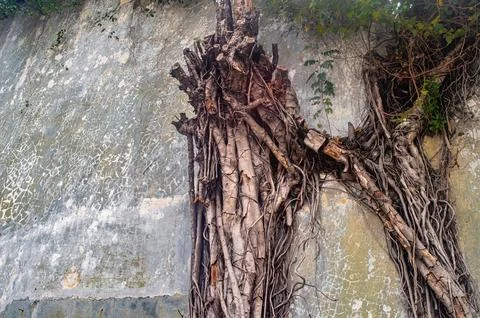 Old tree roots growing on a weathered wall, showcasing nature's resilience .. Stock Photos
