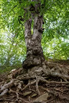 Old tree roots intertwined on the surface, Close up Stock Photos