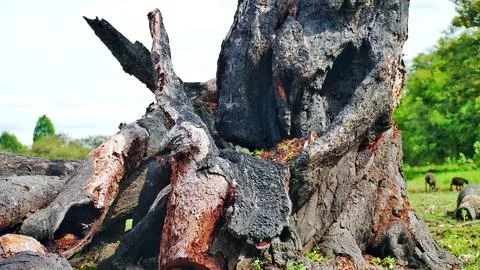 Old tree roots in the meadow exposed to the morning sun Stock Photos