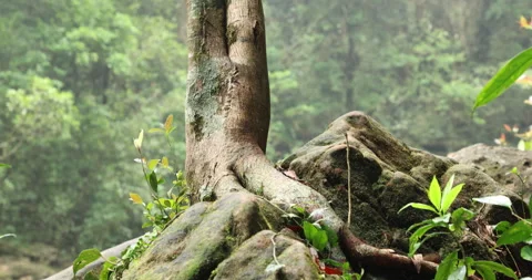 Old Tree Roots In The Mountain Видео 335365497