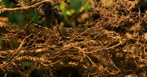 Old tree roots in Mud Stock Footage 290162868