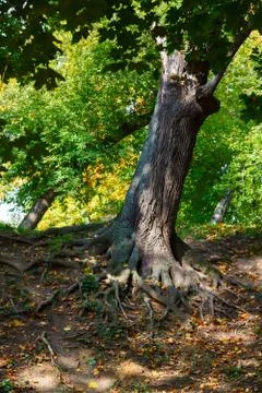 Old tree roots, park Foto stock