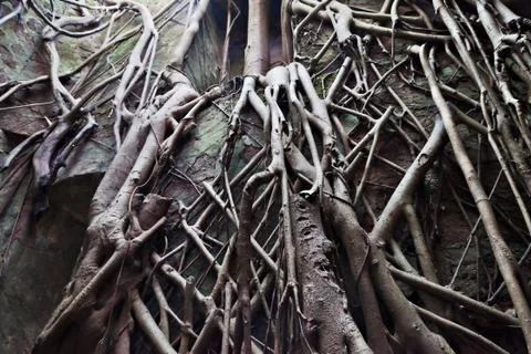 Old tree roots Foto stock