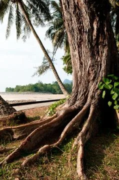 Old tree roots Stock Photos